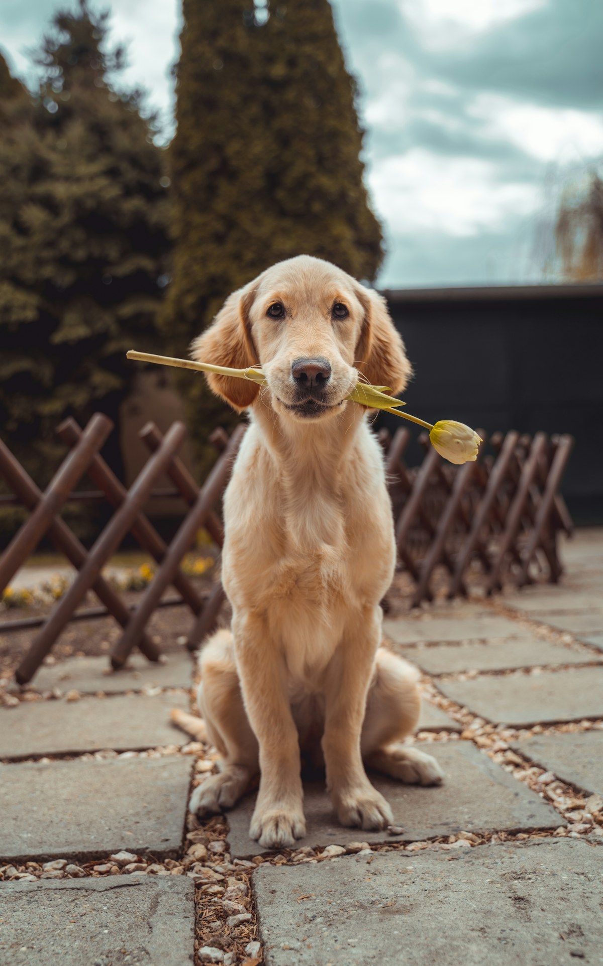 Golden retriever atento e feliz, símbolo do carinho do Pet Love