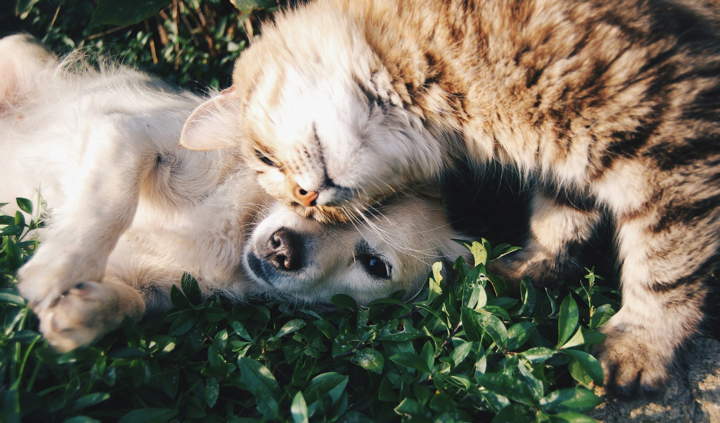 Cão e gato deitados juntos na grama, em um momento de carinho e confiança