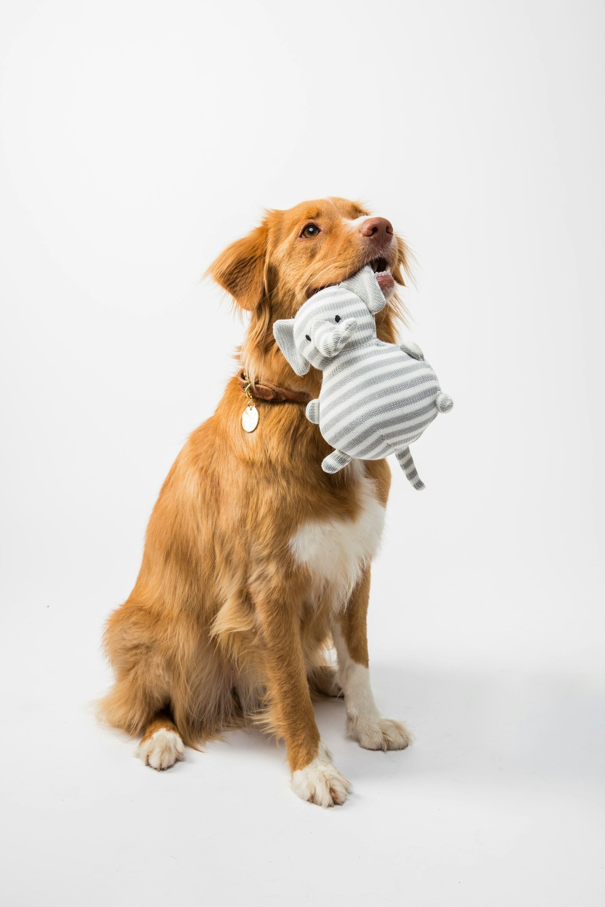 Produtos selecionados para o pet